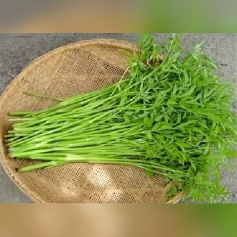 广州实时天气预报，精准掌握羊城风云变幻，这份指南请收好