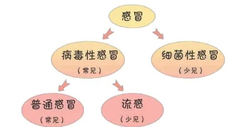 流感吃什么药最好？科学用药指南与常见误区解析